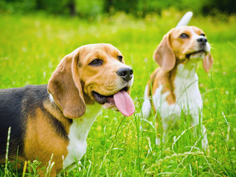 Two dogs walking in a field