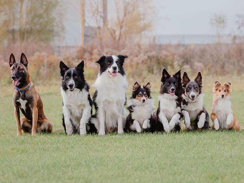 A group of dogs on a walk in a field