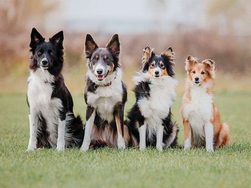 Four dogs on a dog walk in a field