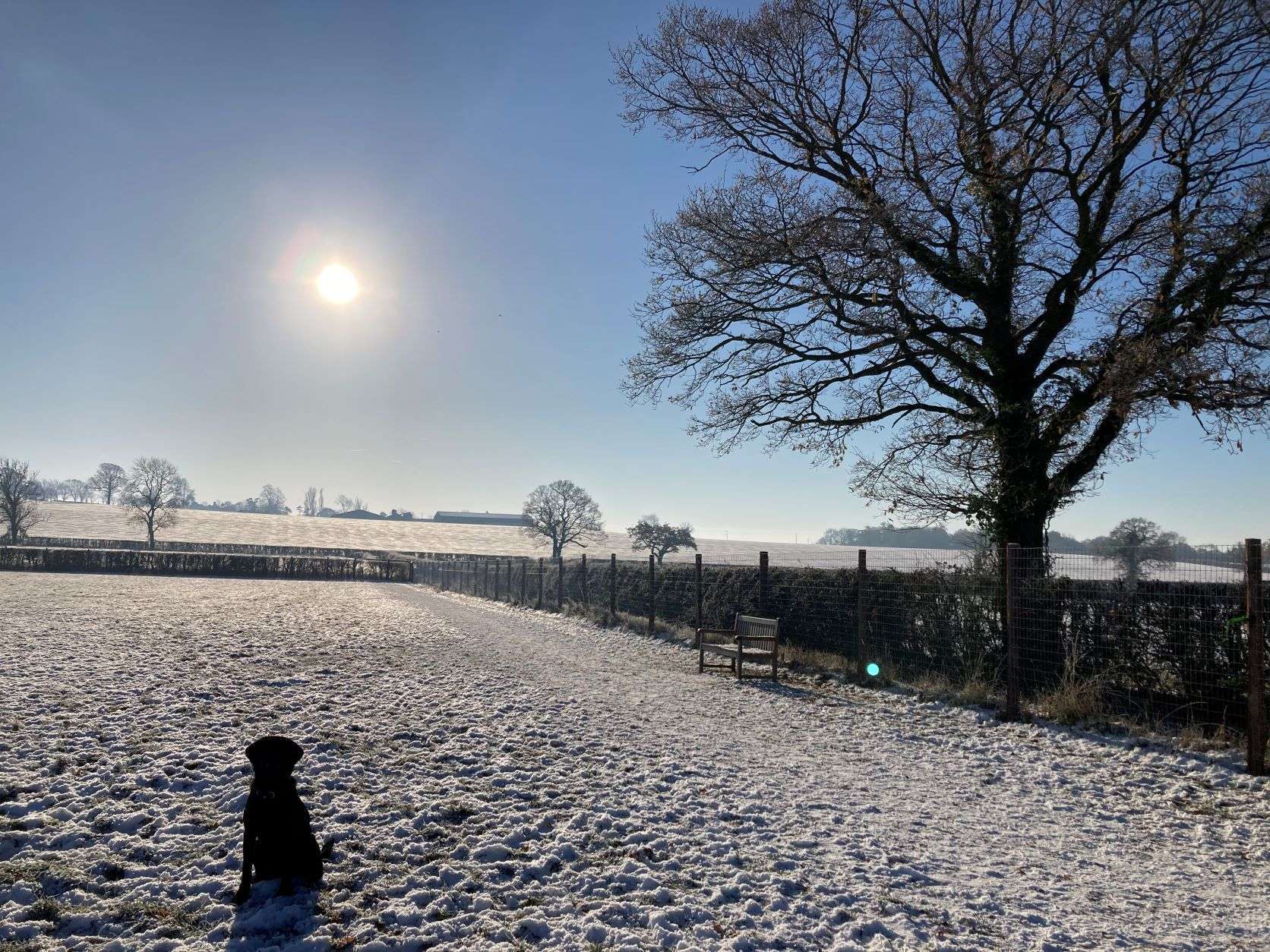 Maisie in the snow at Stratford Dog Walking Field